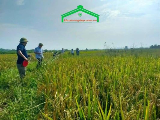 tổ chức kinh tế được phép nhận nhượng quyền sử dụng đất nông nghiệp theo quy định của Luật Đất đai 2024