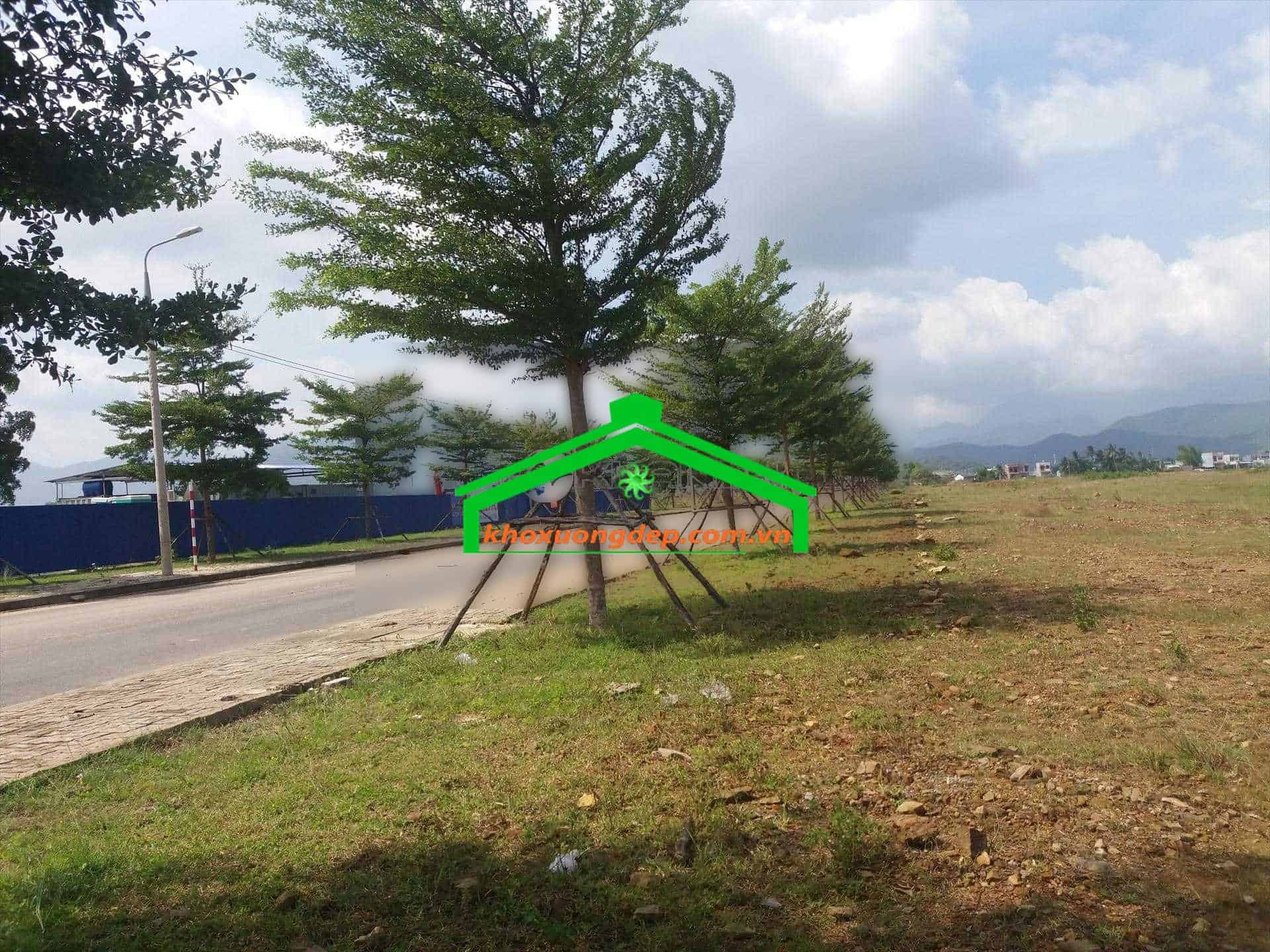 Ảnh 6